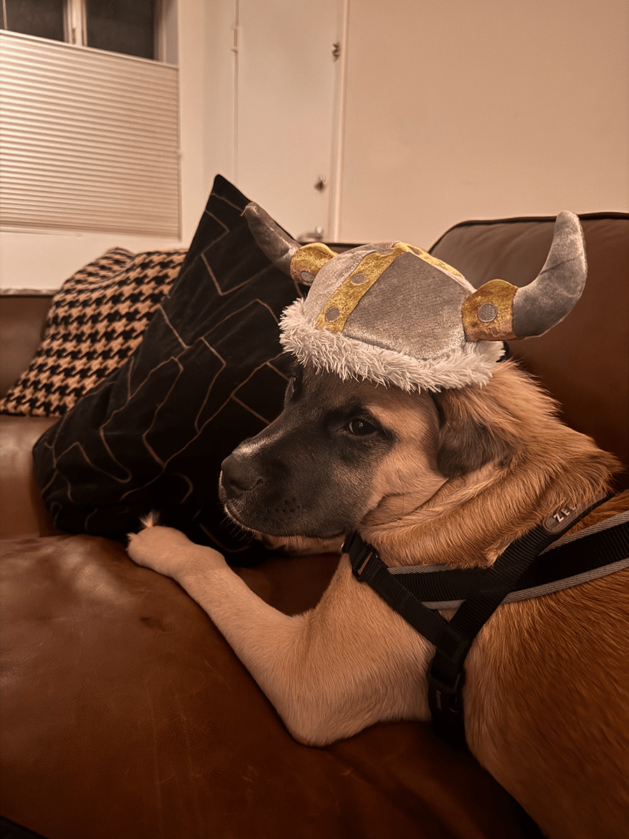 Billie, our rescue pit bull, wearing a small viking helmet on the couch
